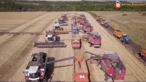 Winter wheat harvesting