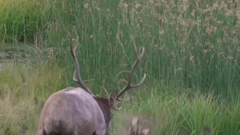 Who's seen an elk Wallowing up close before?