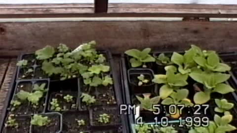 Greenhouse Tour 7-week update - April 1999