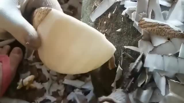 Satisfying Coconut Pelling 😍