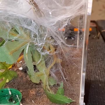 Vicious feeding time