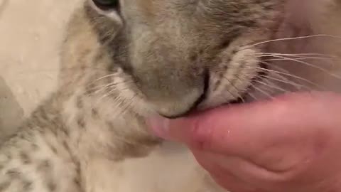 Tiger Cube 🐯 Cute Animals #TikTok