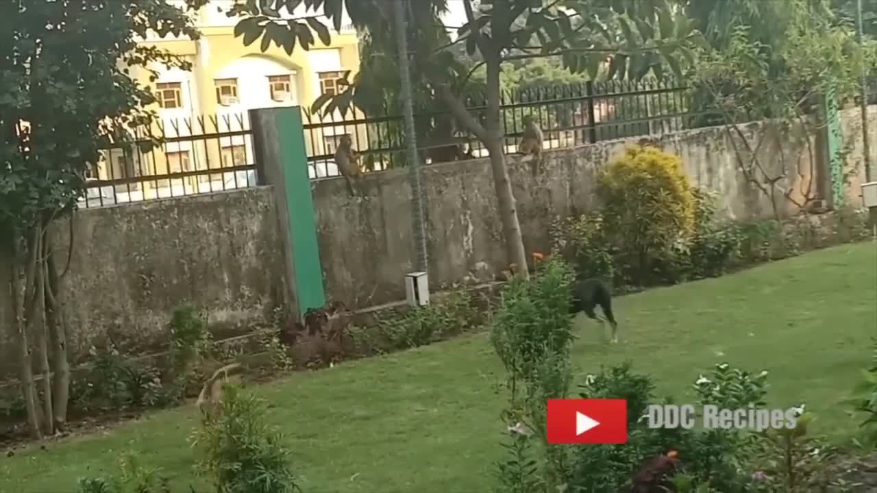 Monkey and Dog fight Funny Video Completion