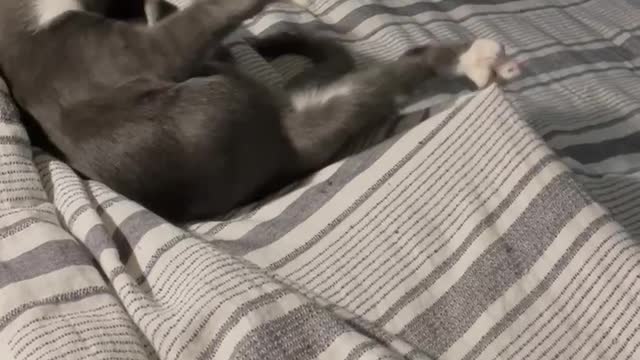 My crazy kitten