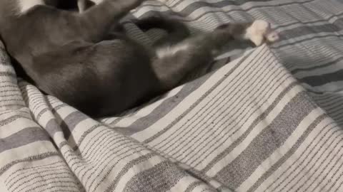 My crazy kitten