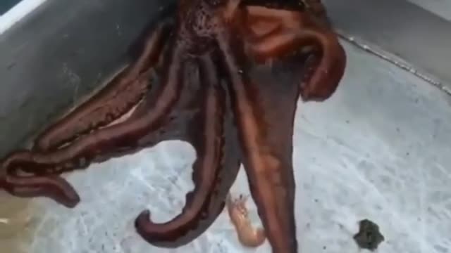 An octopus escaped from the boat.