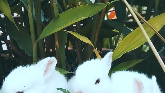 Rabbits Resting On A Pot With A Plant