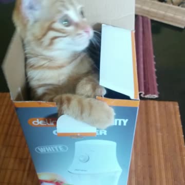 This cute kitty will melt your heart!