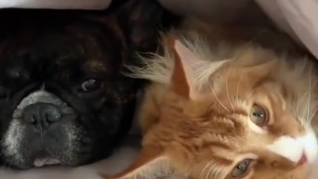 ▶ 2022 NEW ▶ French dog and cat together underblankets - DAILY 🐶 ANIMALS 😻 SHORTS