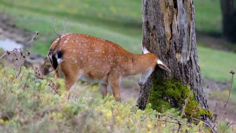 a cute little deer clip