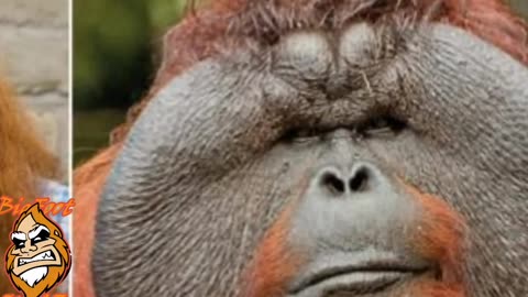 Orangutans are awesome