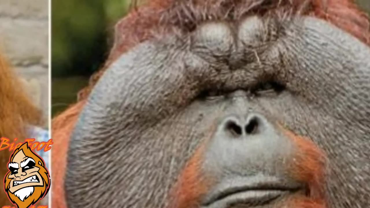 Orangutans are awesome