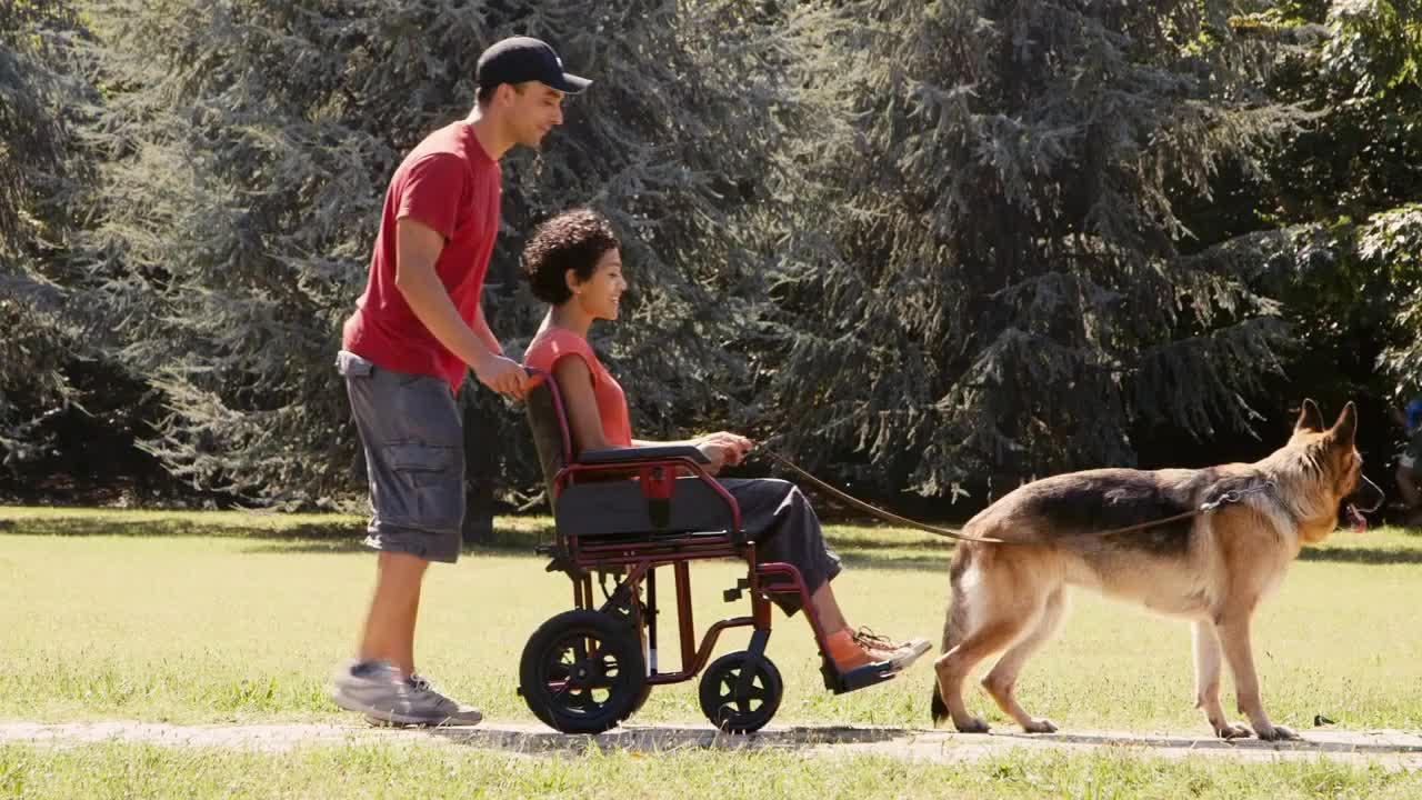 People, pets, dog sitter with alsatian dogs in park