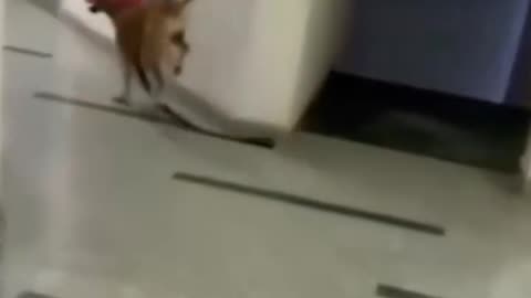 🤣😹 wait till the end 🤣 Funny animal videos. 😹🤣