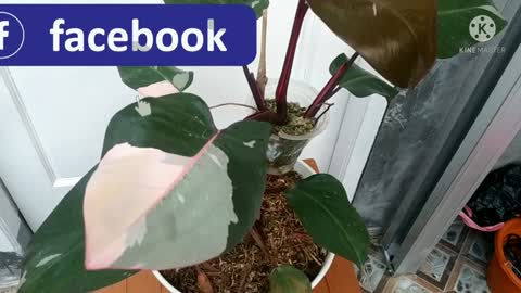 Philodendron Pink Princess