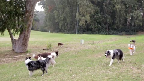 El perro el mejor amigo que podemos tener