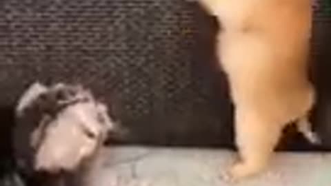funny cat