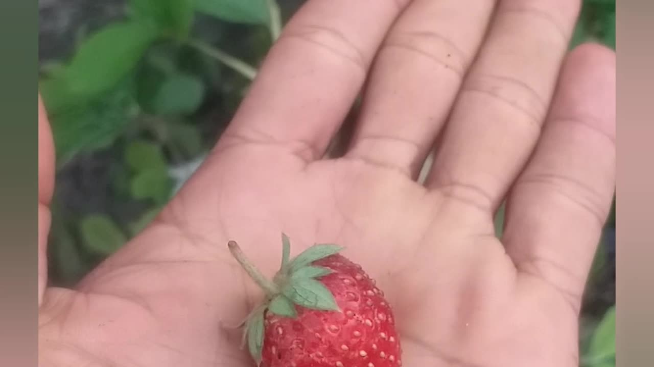 Strawbwrrye