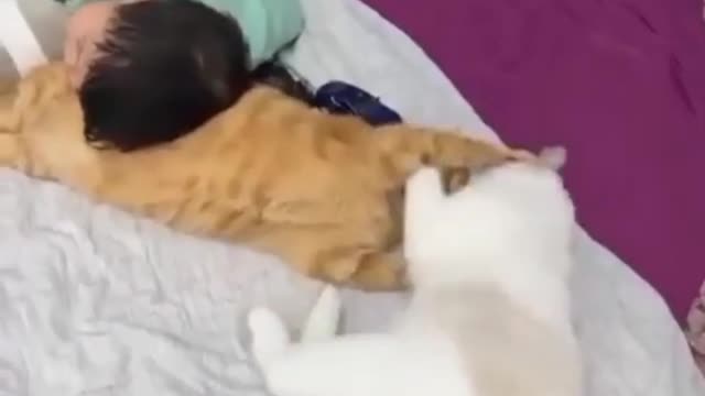 why this cat can obey the little boy??