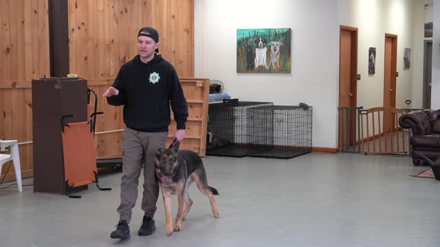 How To Handle Your Dog When Training