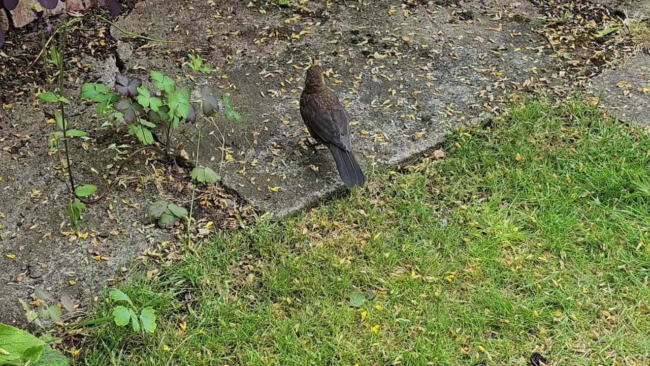 Friendly young blackbird checking me out up close