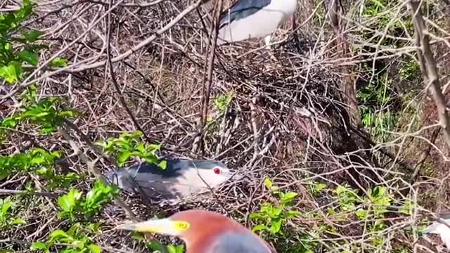 Shooting night heron