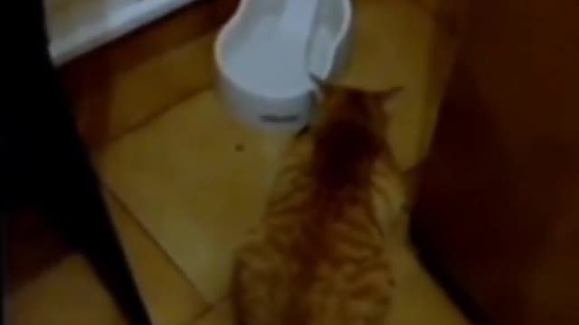 cats remarkably startled by harmless object #shorts