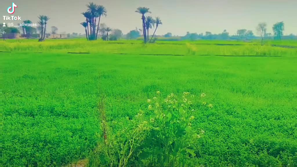 Village Beauty Video | Ali Waqas