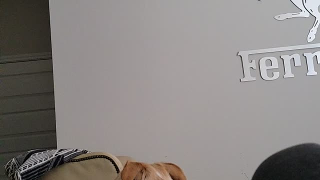 Hope the Great Pyrenees