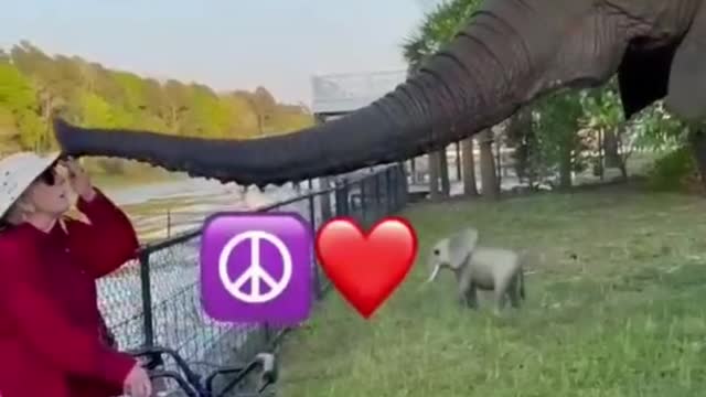 Best Funny Animal Videos Of The Year