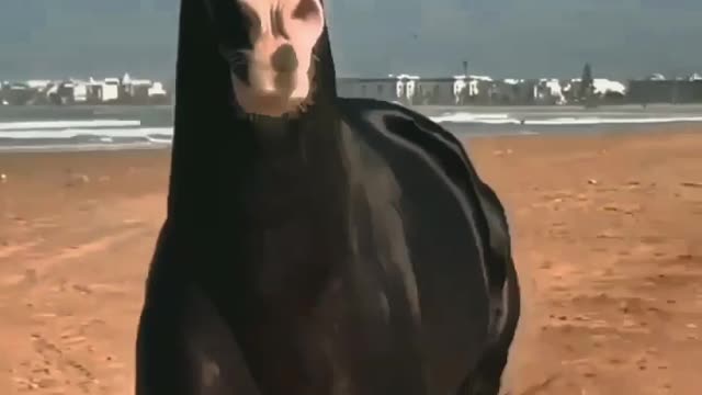 Horse 🐴🐴 is best biutifool