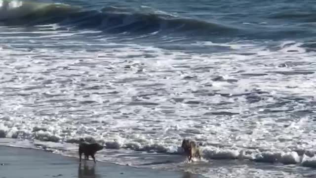 Doggies play at the Beach