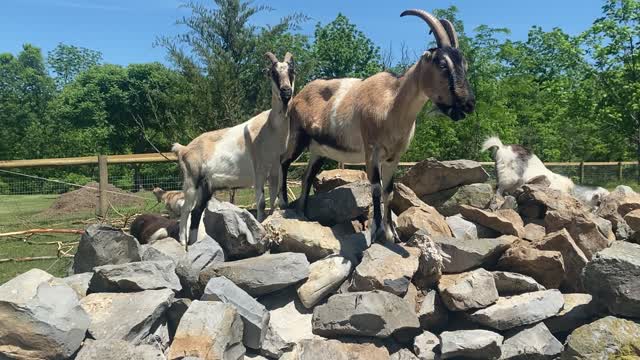 Goats on the Limestone Rock Pile 05.2021