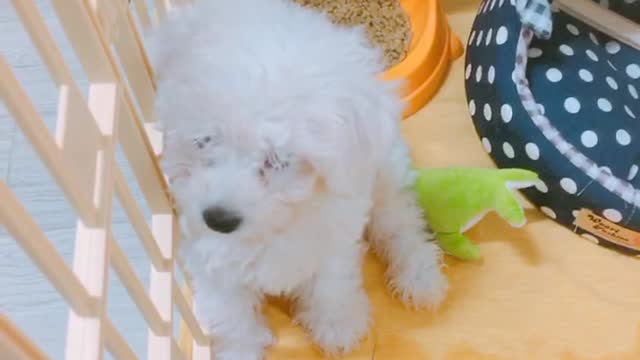 Puppy wants to get out of the fence