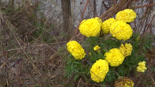 Beautiful flowers in autumn 8