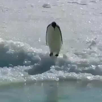 Penguin dives from an iceberg into the water