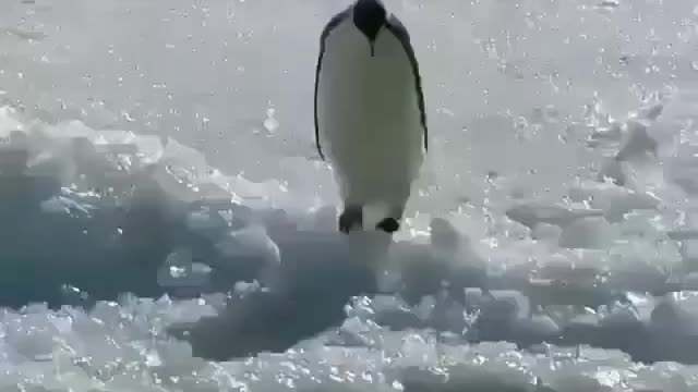Penguin dives from an iceberg into the water