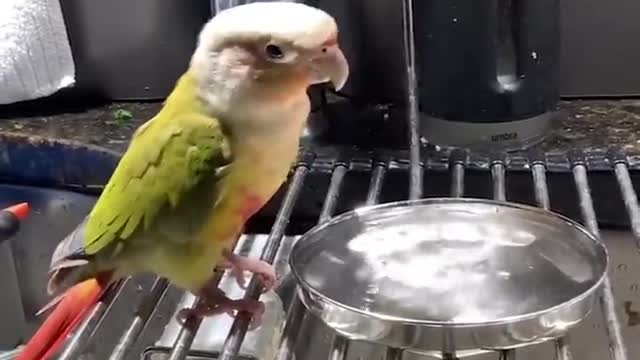 Cute parrot funny videos part 2