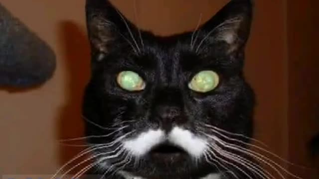 Family Pet Cat Meow Sing Song / Cat Video 👣