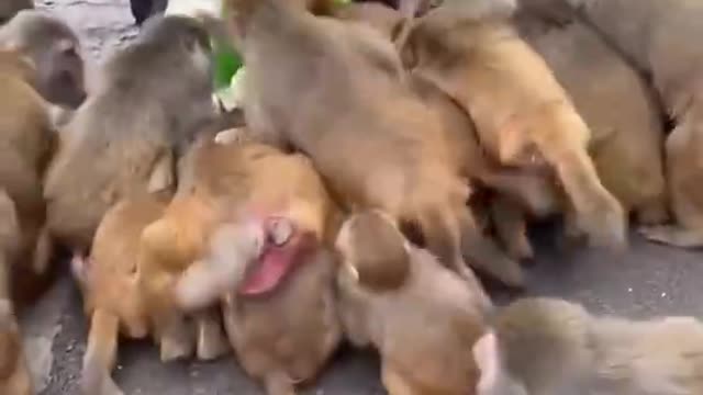Good for monkey