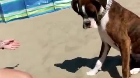 Sneaky Human Hides Ball Under Sand