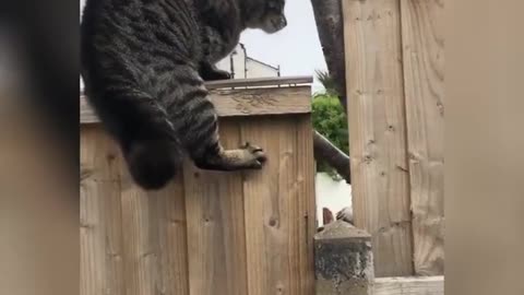 Best Cat Fight Ever, Angry Cats 2022