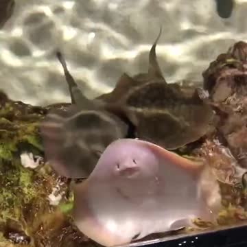 Excited Stingray Spits water Hello