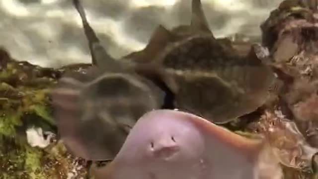Excited Stingray Spits water Hello