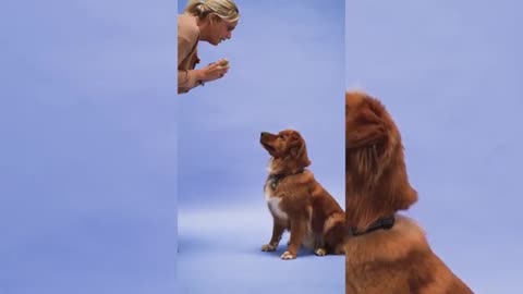 FUNNIEST AND CUTIEST DOG TRAINING