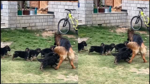 Mather Dig and Cute Puppies Beautiful, Happy and Meaning full movment of anymel Family