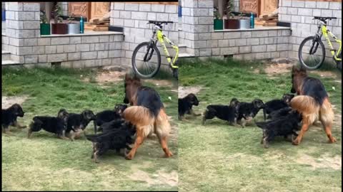 Mather Dig and Cute Puppies Beautiful, Happy and Meaning full movment of anymel Family