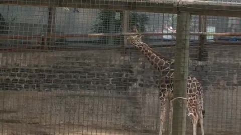 Family of giraffes in Chile