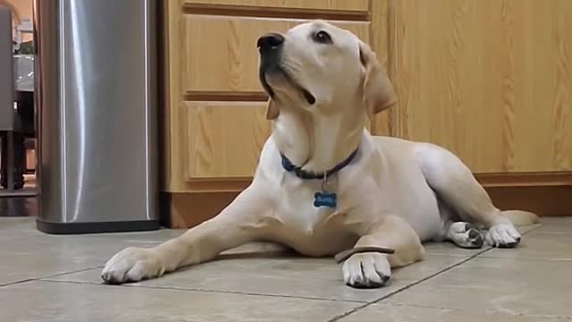 Labrador Dog show how well Trained.