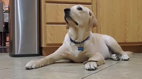 Labrador Dog show how well Trained.
